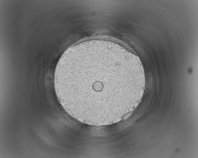 X0000116790281201001291525