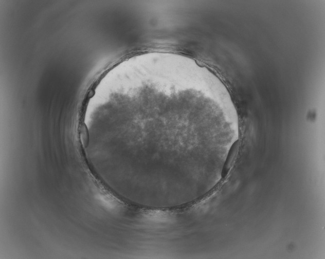 X0000116790293201001291525