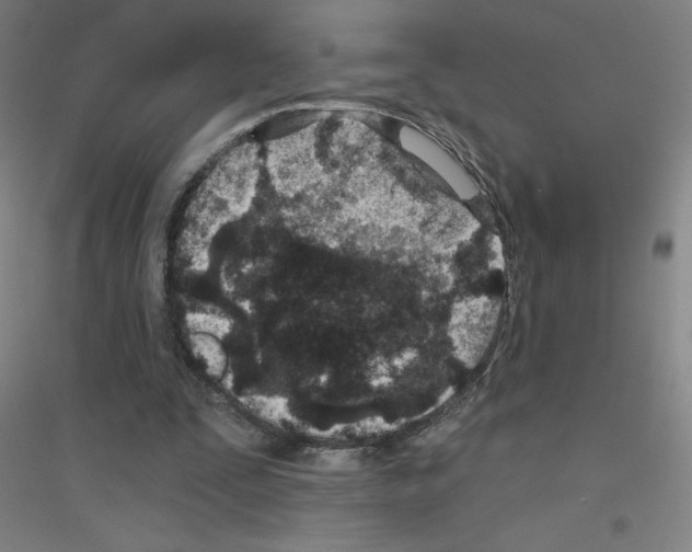X0000116790295201001291525