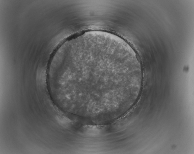 X0000116790297201001291525