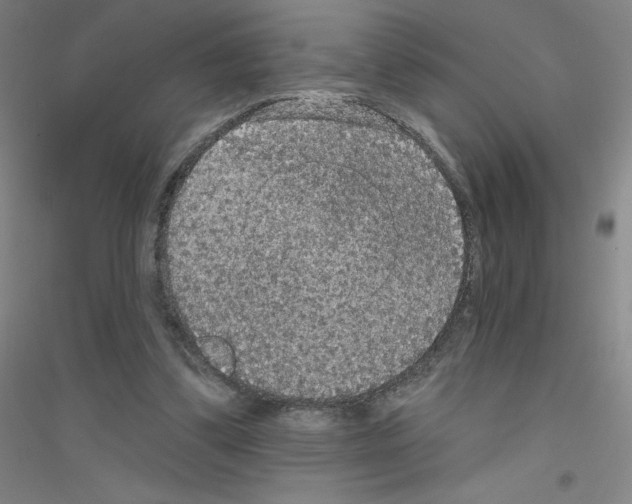 X0000116790299201001291525