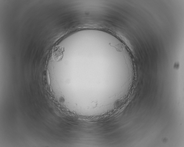 X0000116790305201001291524