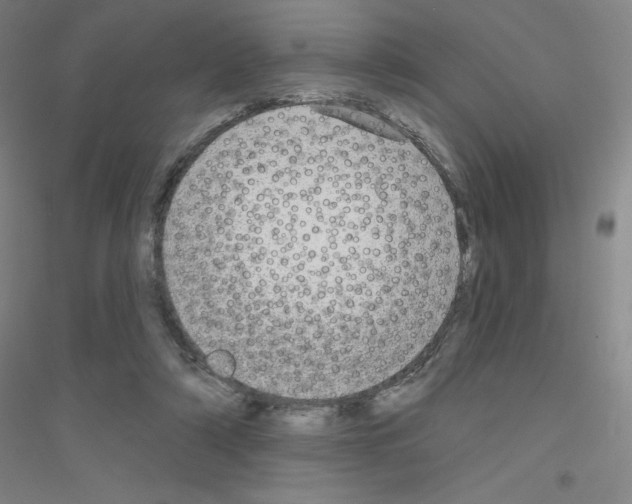 X0000116790306201001291524
