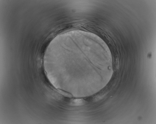 X0000116790324201001291524