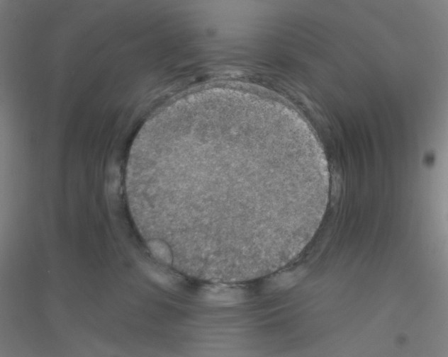 X0000116790331201001291524