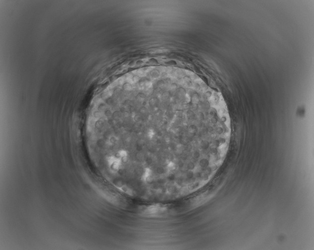 X0000116790366201001291523