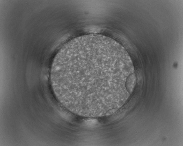 X0000116790374201001291524