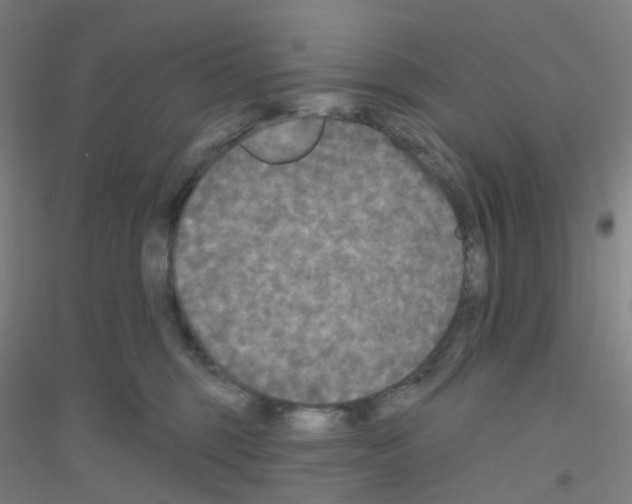 X0000116790375201001291524