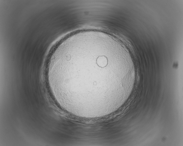 X0000116790388201001291523
