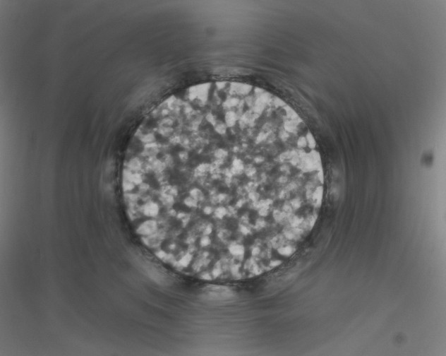 X0000116790519201001291521