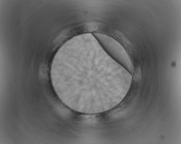 X0000116790524201001291521