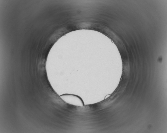 X0000116790525201001291521