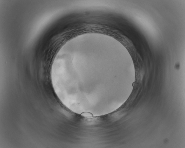 X0000116790526201001291521