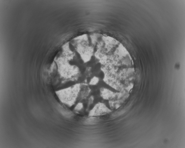 X0000116790527201001291521