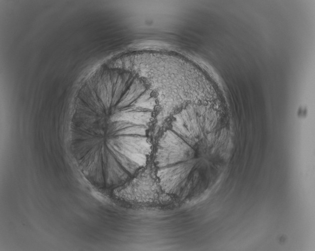 X0000116790529201001291520