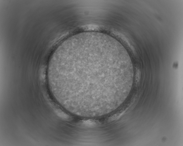 X0000116790545201001291521