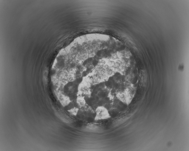 X0000116790550201001291521