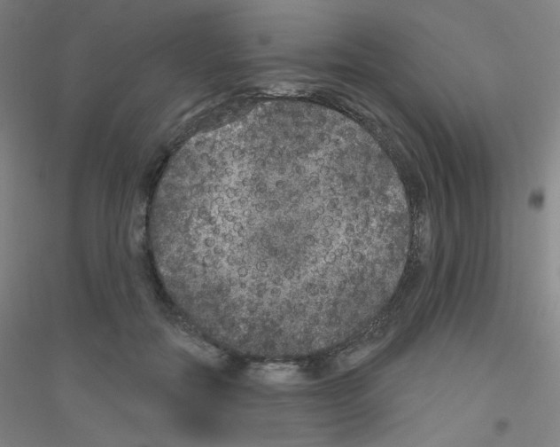X0000116790554201001291521