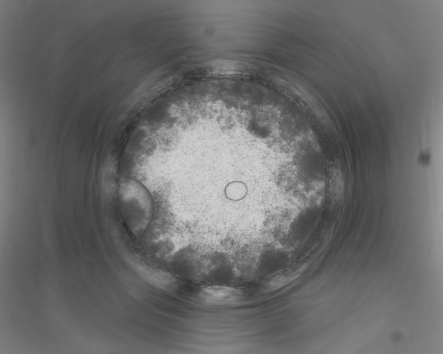 X0000116790557201001291521