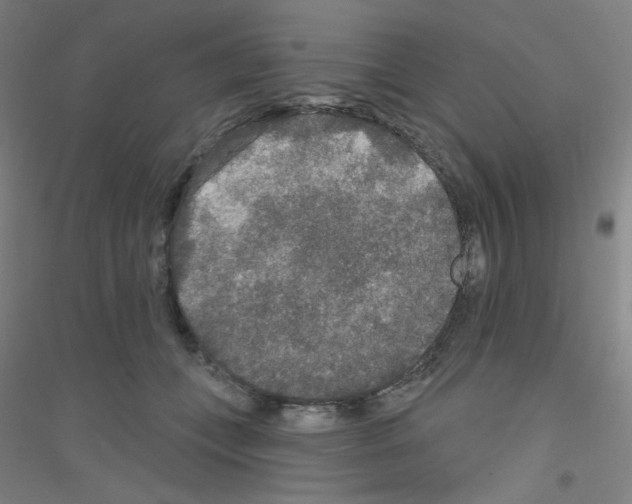 X0000116790559201001291521