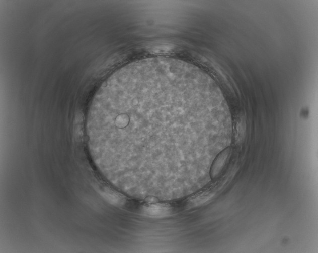 X0000116790561201001291521