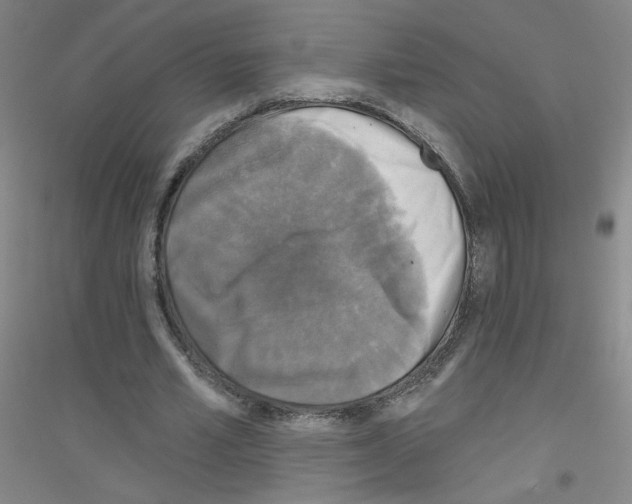 X0000116790581201001291520