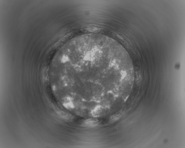 X0000116790606201001291520