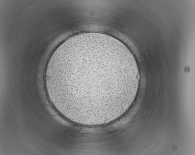 X0000116790625201001291519