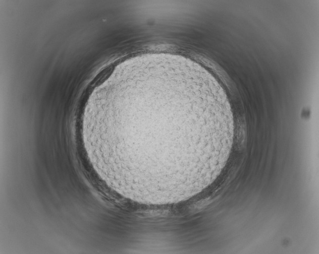 X0000116790626201001291519