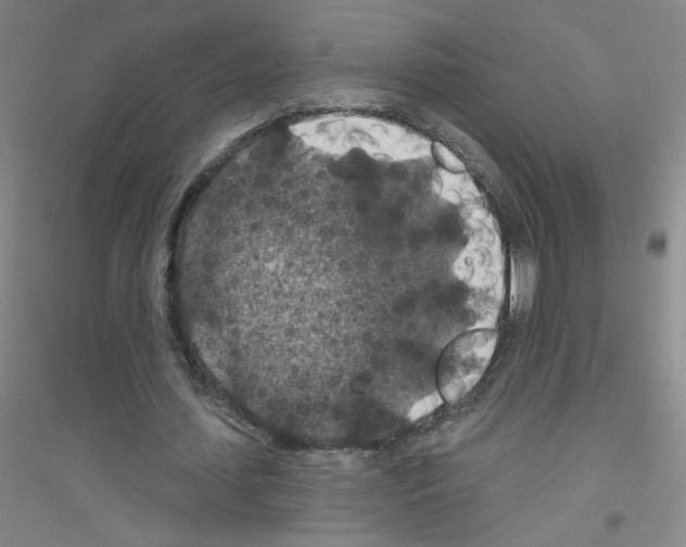 X0000116790627201001291519