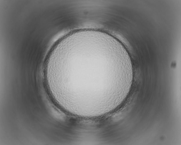 X0000116790632201001291519