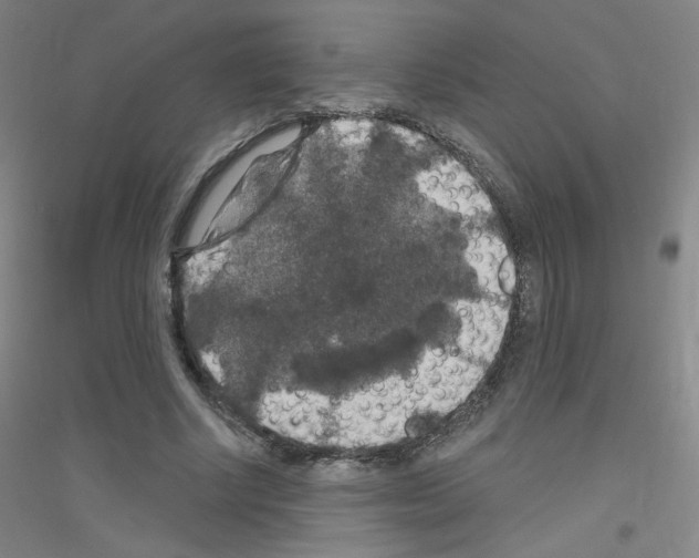 X0000116790634201001291519