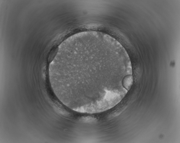 X0000116790644201001291519