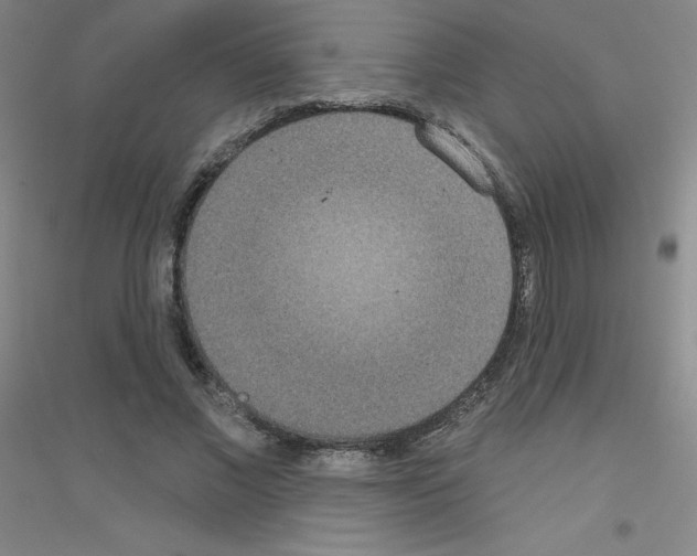X0000116790685201001291519