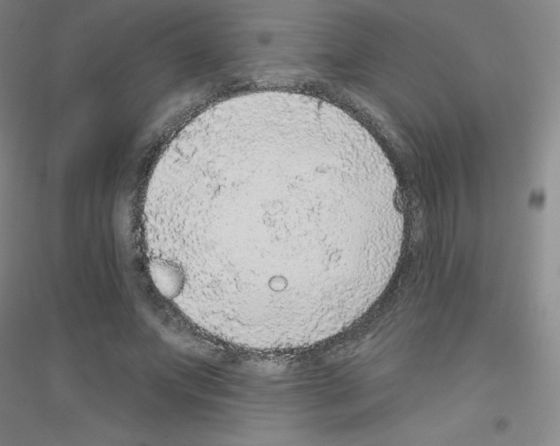 X0000116790687201001291519
