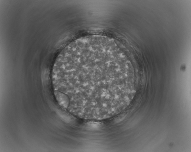 X0000116790711201001291519