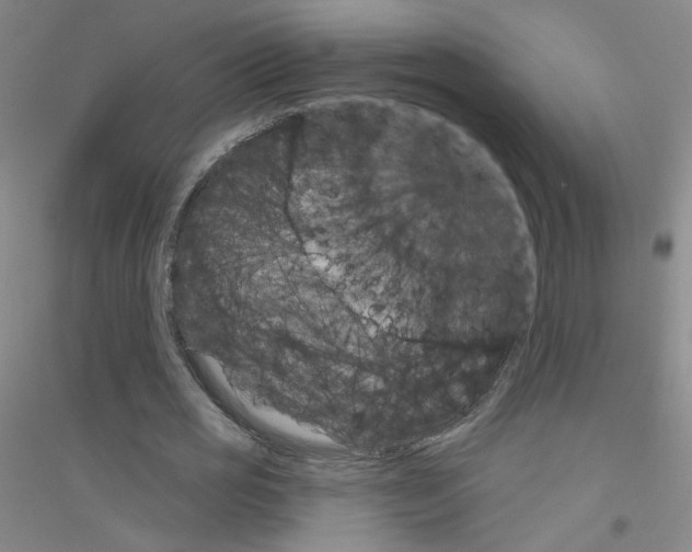 X0000116790725201001291518