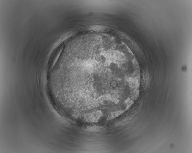 X0000116790734201001291518