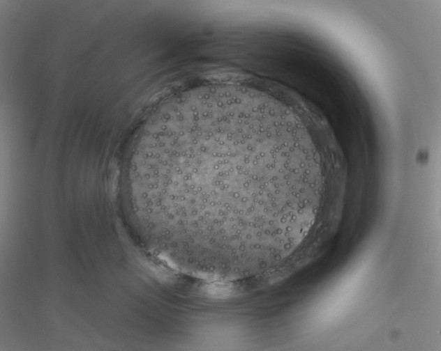 X0000116790767201001291518