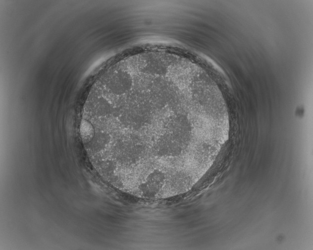 X0000116790775201001291518