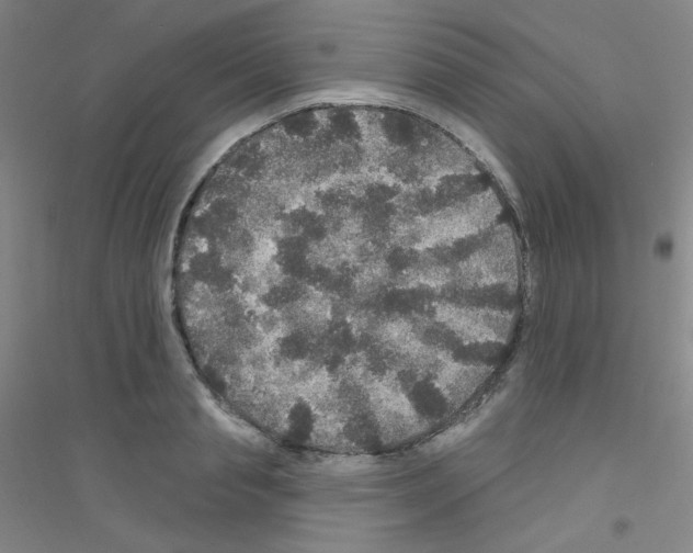 X0000116790845201001291517