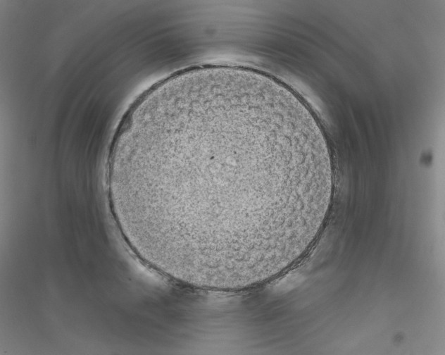 X0000116790848201001291517