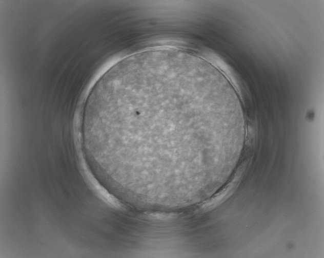 X0000116790859201001291517