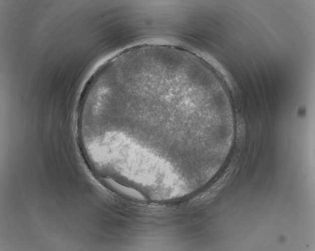 X0000116790935201001291516