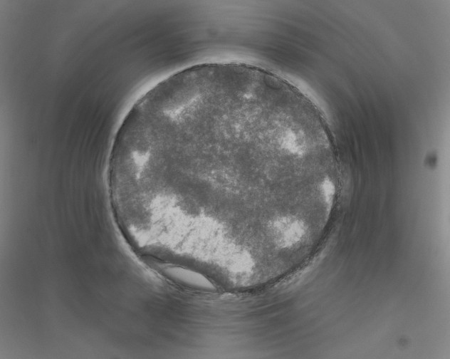 X0000116790943201001291516