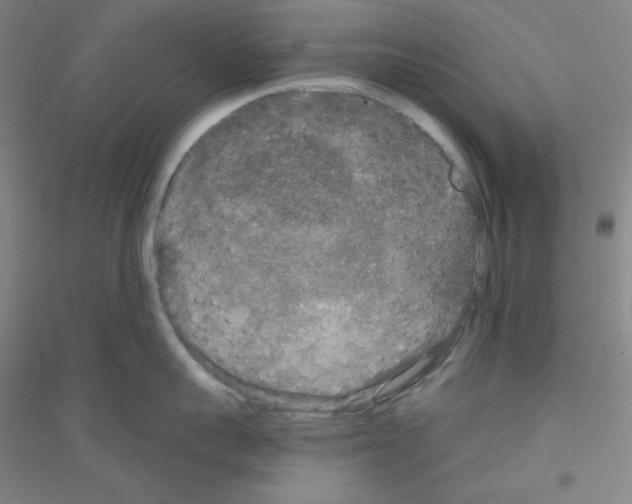X0000116790959201001291516