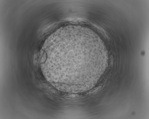 X0000116790966201001291515