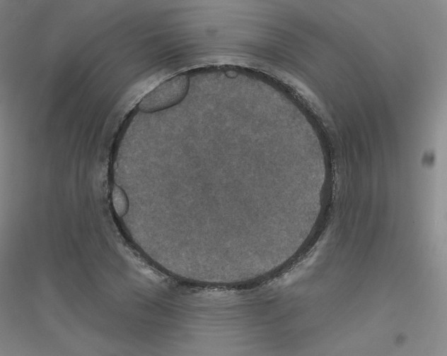 X0000116790977201001291515