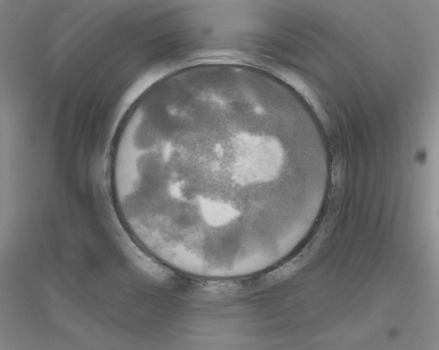X0000116791466201001291508
