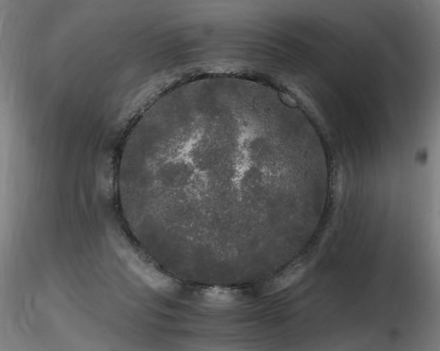 X0000116800261200912181324